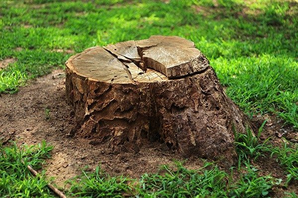 Stump-Removal-1-r5pkhiulelm17br5srvzeyjwbs9ptsap6axf68h8kg Stump-Removal-1-r5pkhiulelm17br5srvzeyjwbs9ptsap6axf68h8kg