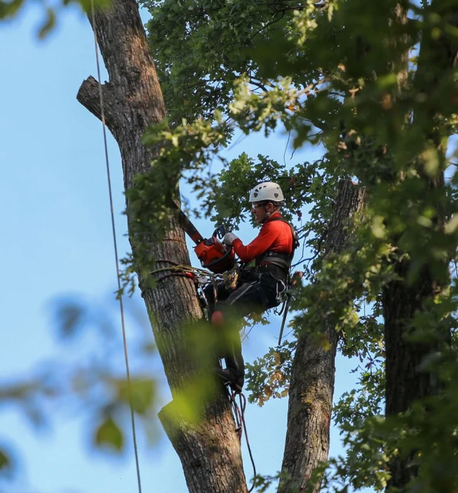 Tree-Removal Tree-Removal