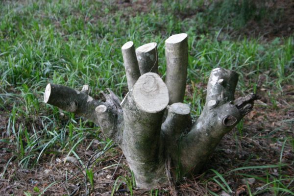 bush-removal-2-r5pkhiulelm17br5srvzeyjwbs9ptsap6axf68h8kg bush-removal-2-r5pkhiulelm17br5srvzeyjwbs9ptsap6axf68h8kg